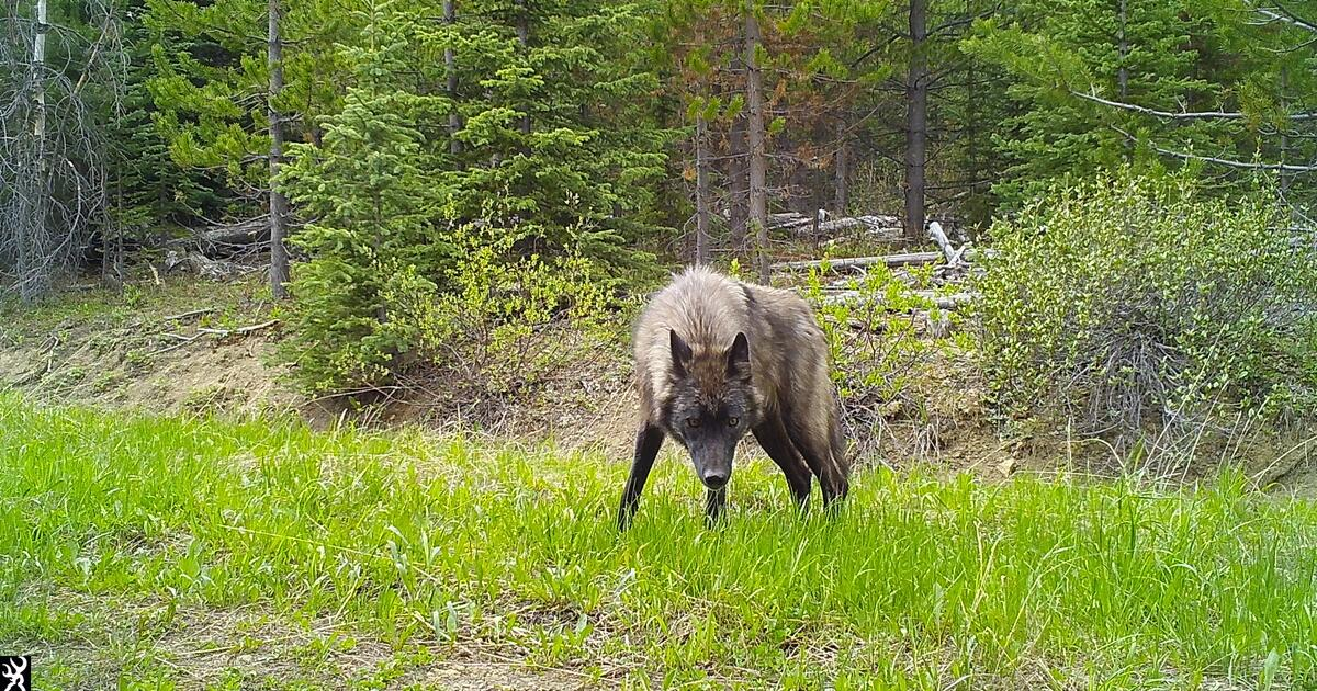 Hidden Cameras Monitor Wildlife