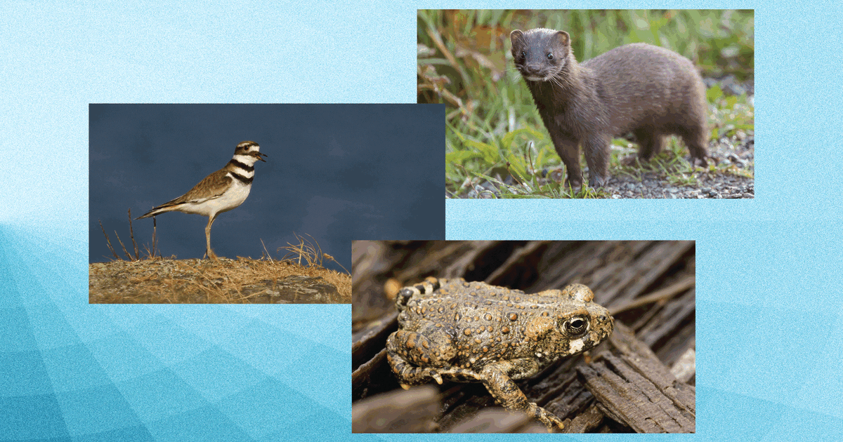 The UBC Magazine biodiversity quiz uses a rotating field of native BC species.