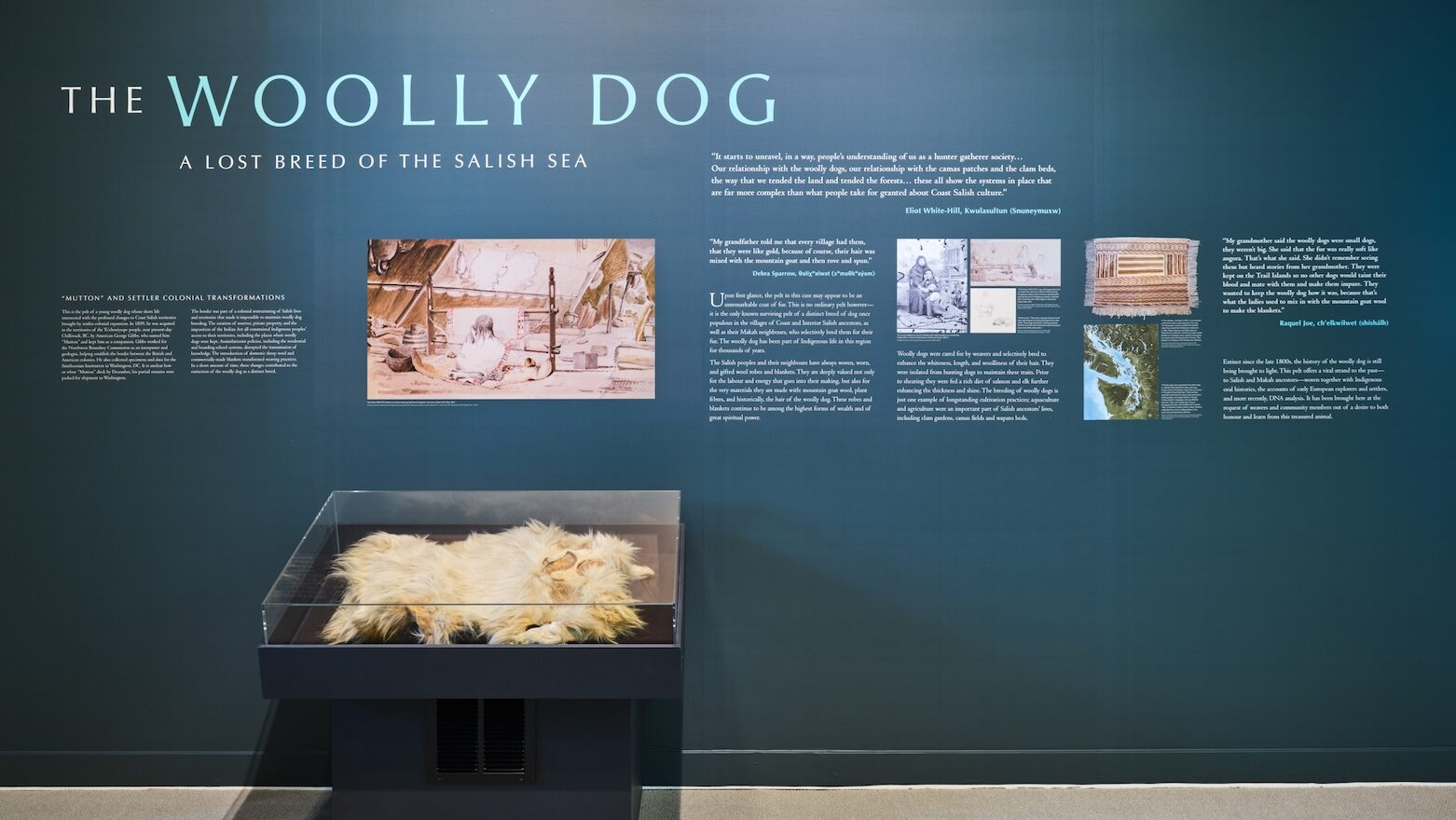 The only known woolly dog pelt returns to Canada for a year-long loan.