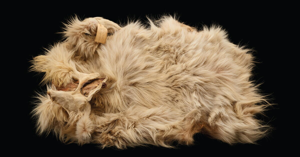 The sole known woolly dog pelt, returning to the region of its origin.