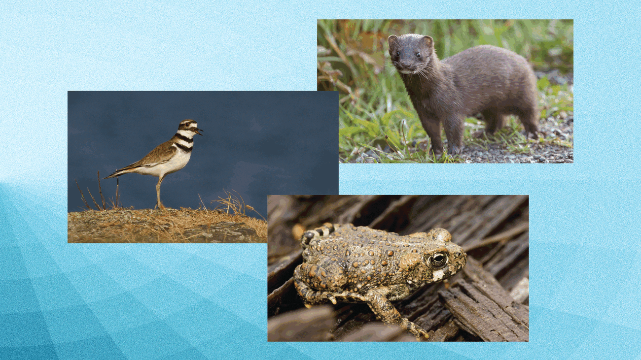 The UBC Magazine biodiversity quiz uses a rotating field of native BC species.