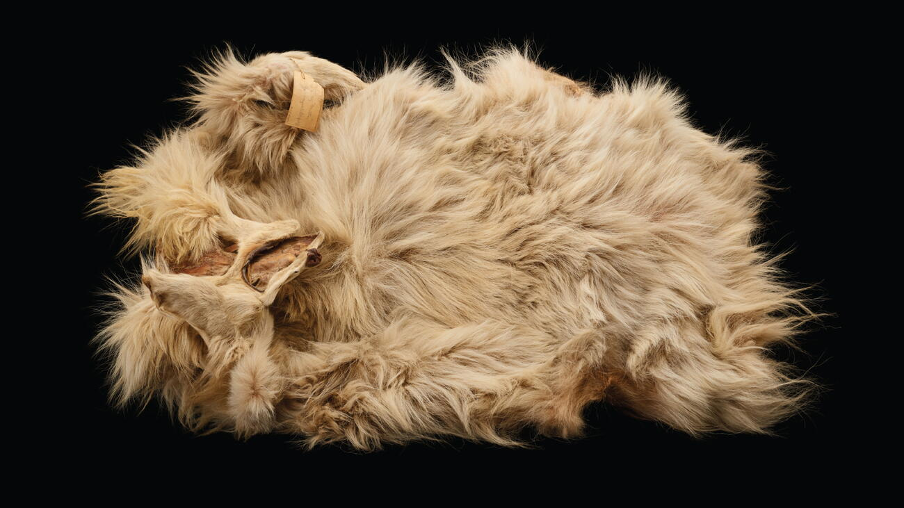 The sole known woolly dog pelt, returning to the region of its origin.