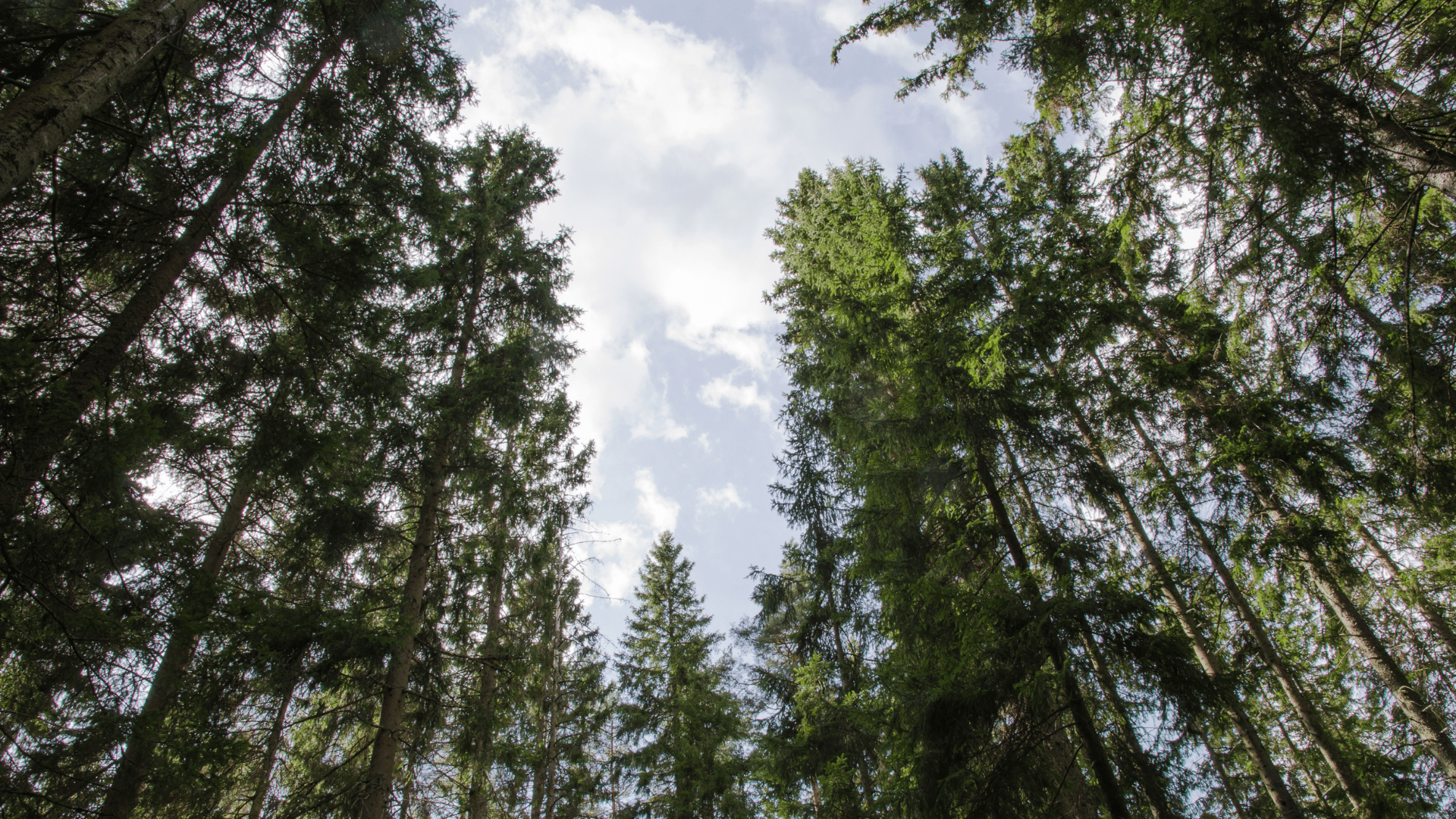 A view into the canopy of a spruce forest.