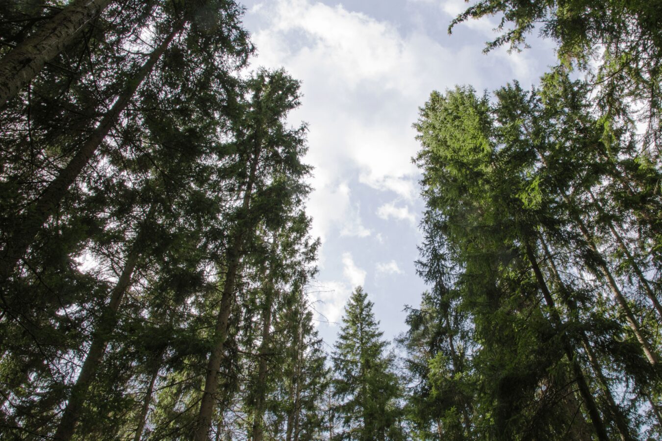 A view into the canopy of a spruce forest.