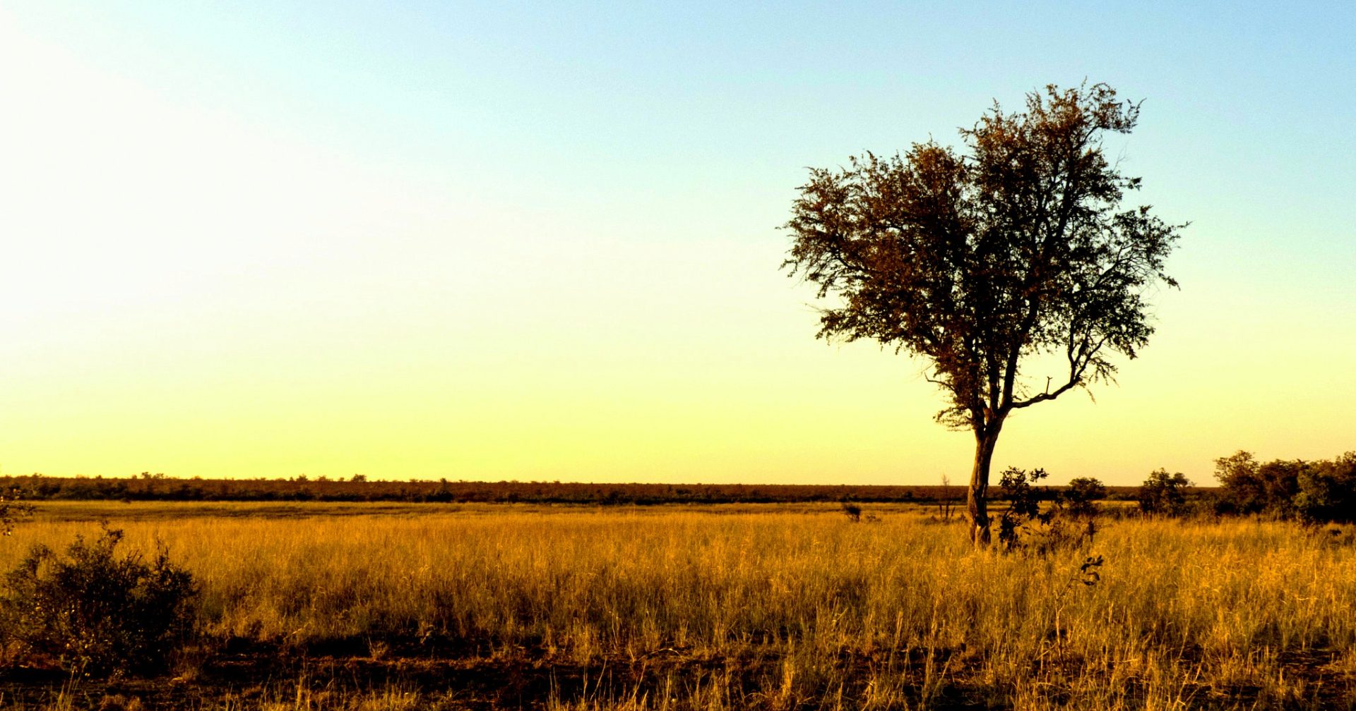Planting trees in drylands is not always a climate solution. Official Western News image.